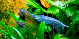 Somnul de sticlă (Kryptopterus bicirrhis) – peștele cu corp transparent Somnul de sticlă (Kryptopterus bicirrhis), are corpul transparent