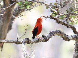 Specii de prigorii de Hawaii, vestiaria coccinea