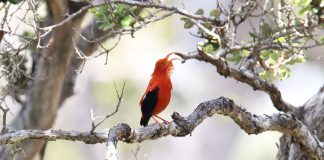 Specii de prigorii de Hawaii, vestiaria coccinea