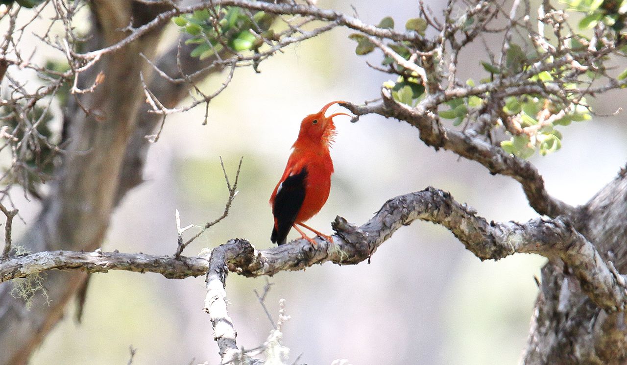 Specii de prigorii de Hawaii, vestiaria coccinea