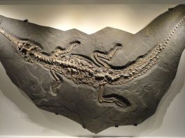 Steneosaurus, varianta preistorică a crocodililor de astăzi