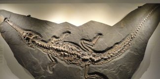 Steneosaurus, varianta preistorică a crocodililor de astăzi