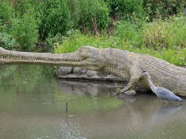 Teleosaurus, un crocodil preistoric care a trăit pe teritoriul Franței