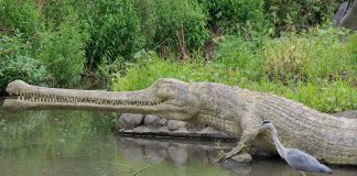 Teleosaurus, un crocodil preistoric care a trăit pe teritoriul Franței