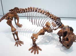 Terapsida Lystrosaurus, precursoarea mamiferelor timpurii