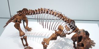 Terapsida Lystrosaurus, precursoarea mamiferelor timpurii