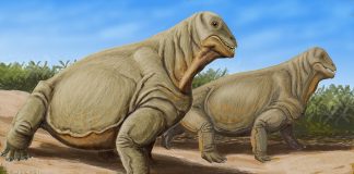 Terapsida Moschops, situată între reptile și mamifere