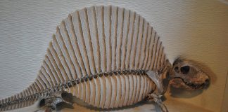 Terapsidele și pelycozaurii, stramoșii mamiferelor