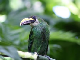 Tucanetul de smarald (Aulacorhynchus prasinus), o pasăre nemigratoare