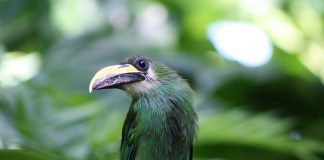 Tucanetul de smarald (Aulacorhynchus prasinus), o pasăre nemigratoare