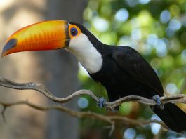 Tucanul uriaș (Ramphastos toco), o pasăre cu cioc spectaculos