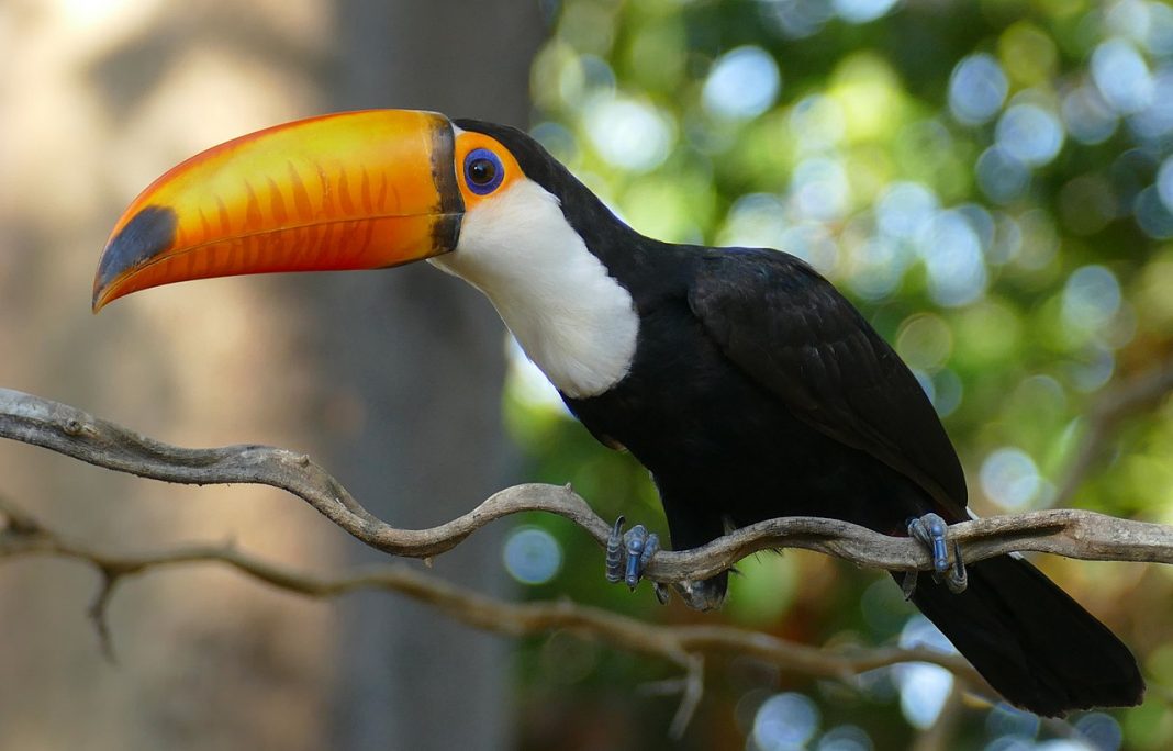 Tucanul uriaș (Ramphastos toco), o pasăre cu cioc spectaculos