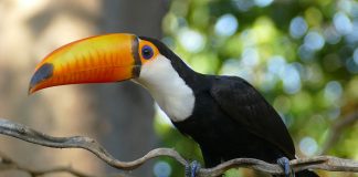 Tucanul uriaș (Ramphastos toco), o pasăre cu cioc spectaculos