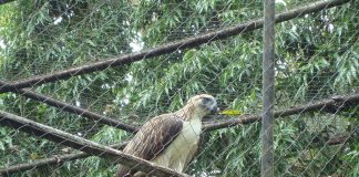 Una din cele mai rare păsări de pradă din lume, acvila maimuțelor (Pithecophaga jefferyi)