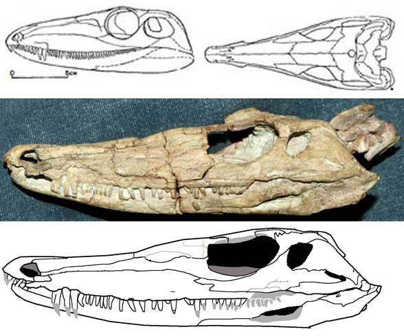 Varanosaurus, Foto: pterosaurheresies.wordpress.com