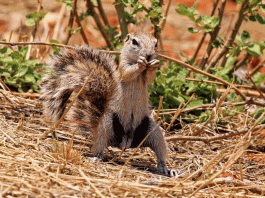 Veverița de la Capul Bunei Speranțe (Xerus inauris)