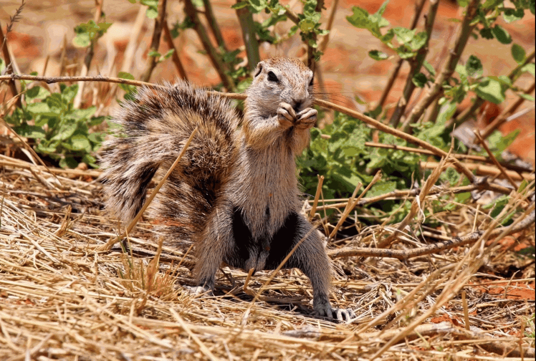 Veverița de la Capul Bunei Speranțe (Xerus inauris)