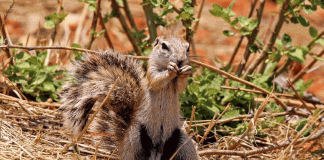 Veverița de la Capul Bunei Speranțe (Xerus inauris)