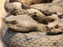 Vipera cu corn (Bitis caudalis), un șarpe veninos lent