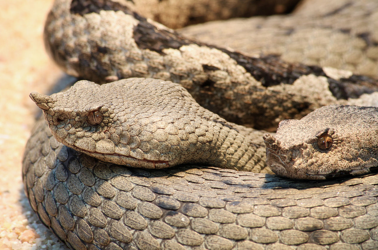 Vipera cu corn (Bitis caudalis), un șarpe veninos lent