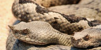 Vipera cu corn (Bitis caudalis), un șarpe veninos lent