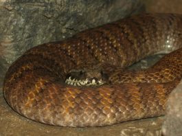 Vipera nordică a morții (Acanthophis praelongus), cel mai veninos șarpe din Australia