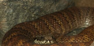 Vipera nordică a morții (Acanthophis praelongus), cel mai veninos șarpe din Australia