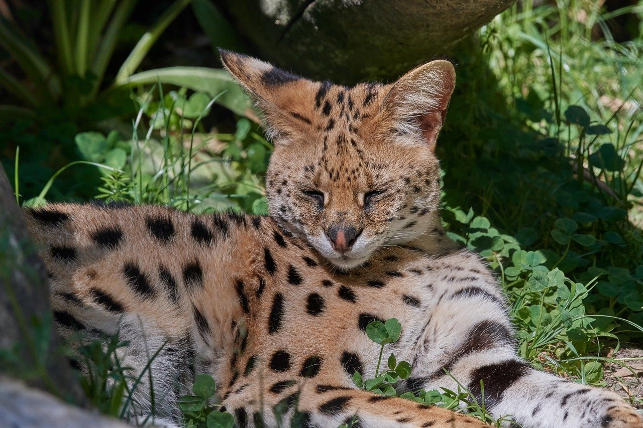 ocelot