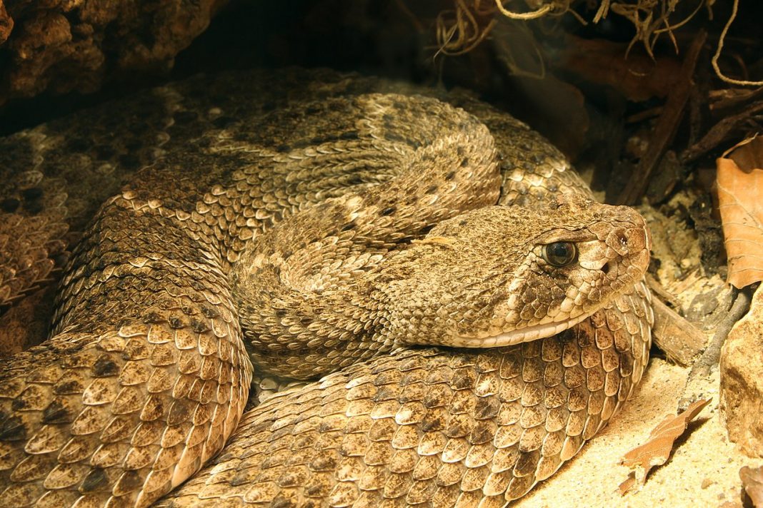 Șarpe cu clopoței - Crotalul cu spate de diamant (Crotalus atrox) Șarpe cu clopoței - Crotalul cu spate de diamant (Crotalus atrox)