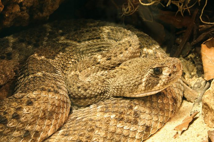 Șarpe cu clopoței - Crotalul cu spate de diamant (Crotalus atrox)