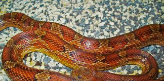 Șarpele de porumb (Elaphe guttata) – prădătorul eficient al fermelor americane Șarpele de porumb (Elaphe guttata), se hrănește cu mici rozătoare