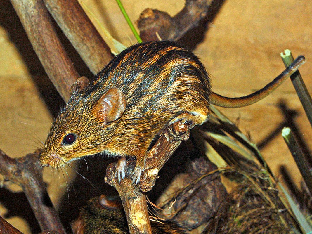 Șoarecele de iarbă dungat (Lemniscomys striatus), un rozător răspândit în toată Africa