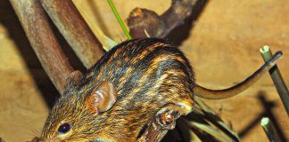 Șoarecele de iarbă dungat (Lemniscomys striatus), mamiferul agitat al savanei Șoarecele de iarbă dungat (Lemniscomys striatus), un rozător răspândit în toată Africa