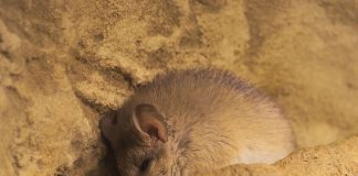 Șoarecele țepos (Acomys minous) – rozătorul adaptat regiunilor stâncoase Șoarecele țepos (Acomys minous), o rozătoare ce preferă regiunile stâncoase