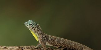 Șopârla zburătoare (Draco volans), vezi de unde și-a primit numele