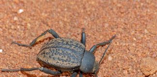 Află totul despre specia de gândaci, Tenebrionide