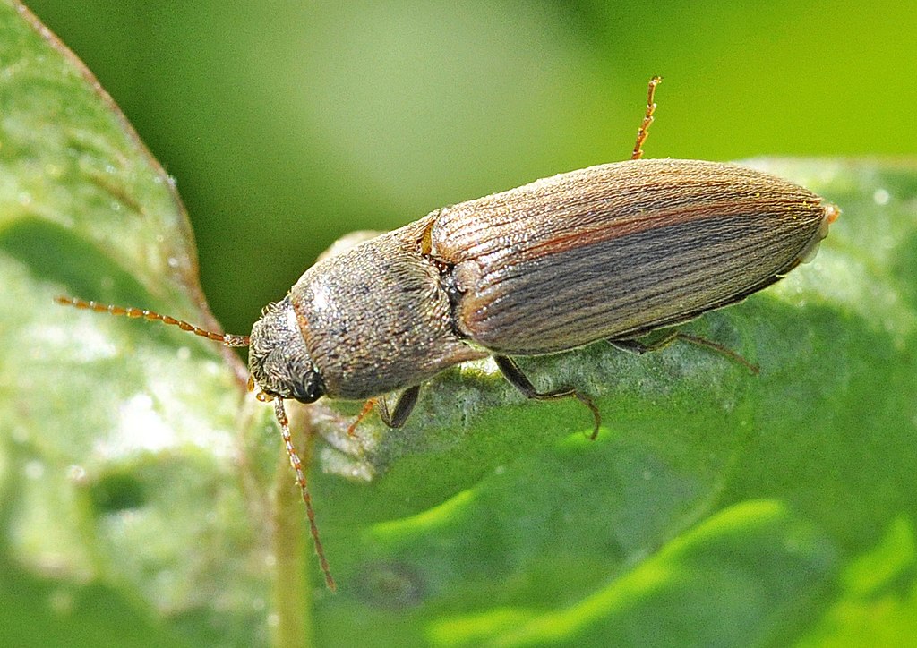 Agriotes lineatus