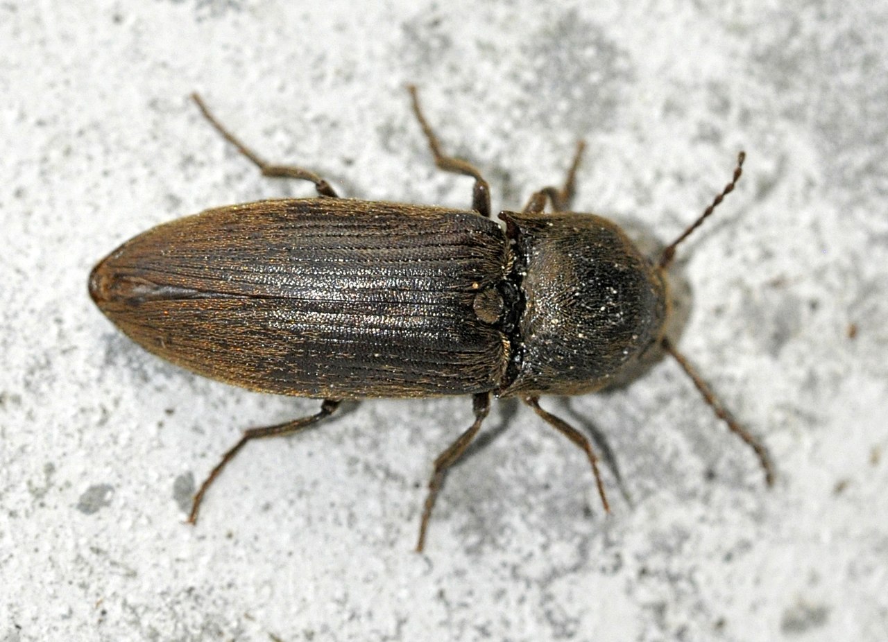 Agriotes obscurus