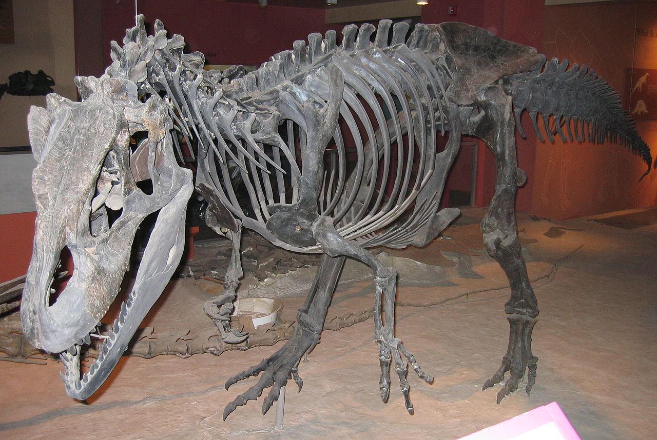 Allosaurus fragilis