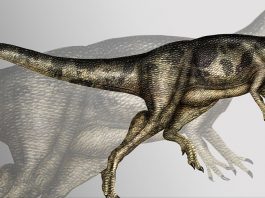 Allosaurus, leul din Jurasic era cel mai fioros prădător din acele vremuri preistorice