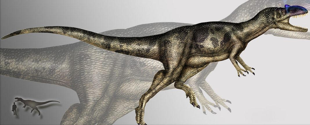 Allosaurus, leul din Jurasic era cel mai fioros prădător din acele vremuri preistorice Allosaurus, leul din Jurasic era cel mai fioros prădător din acele vremuri preistorice