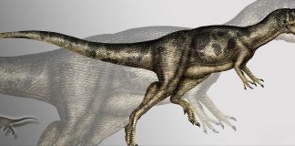 Allosaurus, leul din Jurasic era cel mai fioros prădător din acele vremuri preistorice
