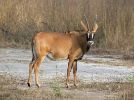 Antilopa-cal (Hippotragus aquinus), citește mai multe despre acest mamifer copitat