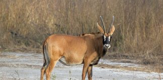 Antilopa-cal (Hippotragus aquinus), citește mai multe despre acest mamifer copitat