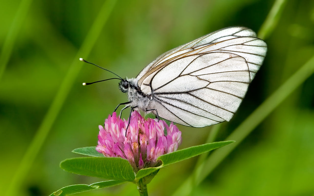 Aporia crataegi