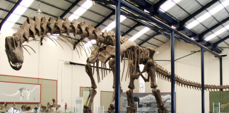 Argentinosaurus, un dinozaur descoperit în Argentina