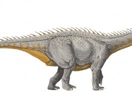 Barapasaurus, un dinozaur erbivor, patruped, descoperit în India