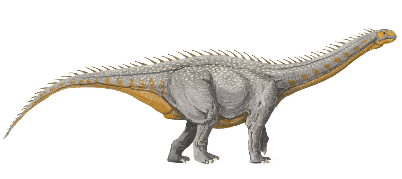 Barapasaurus, un dinozaur erbivor, patruped, descoperit în India