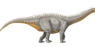 Barapasaurus, un dinozaur erbivor, patruped, descoperit în India