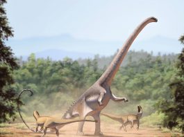 Barosaurus, un dinozaur despre care se crede că avea mai multe inimi